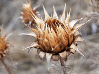 Cynara humilis 15, Saxifraga-Tom Heijnen
