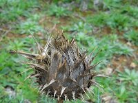 Cynara humilis 9, Saxifraga-Ed Stikvoort