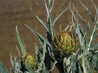 Cynara scolymus