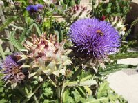 Cynara scolymus 5, Saxifraga-Harry Jans