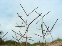 Cynodon dactylon 7, Handjesgras, Saxifraga-Ed Stikvoort