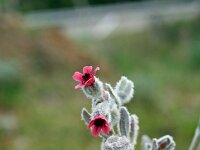 Cynoglossum cheirifolium