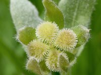 Cynoglossum cheirifolium 14, Saxifraga-Sonja Bouwman