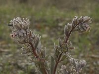 Cynoglossum cheirifolium 2, Saxifraga-Willem van Kruijsbergen