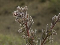 Cynoglossum cheirifolium 4, Saxifraga-Willem van Kruijsbergen