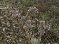 Cynoglossum cheirifolium 6, Saxifraga-Willem van Kruijsbergen