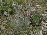 Cynoglossum cheirifolium 7, Saxifraga-Willem van Kruijsbergen