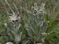 Cynoglossum cheirifolium 8, Saxifraga-Willem van Kruijsbergen