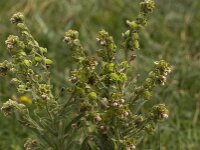 Cynoglossum clandestinum