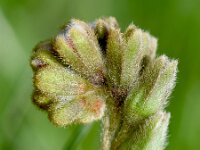 Cynoglossum clandestinum 10, Saxifraga-Sonja Bouwman
