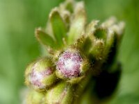 Cynoglossum clandestinum 11, Saxifraga-Sonja Bouwman