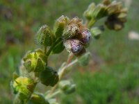Cynoglossum clandestinum 4, Saxifraga-Ed Stikvoort