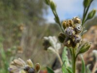 Cynoglossum clandestinum 5, Saxifraga-Ed Stikvoort