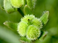 Cynoglossum clandestinum 8, Saxifraga-Sonja Bouwman
