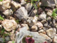 Cynoglossum columnae