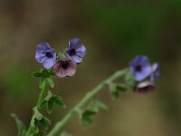 Cynoglossum creticum