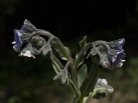 Cynoglossum creticum 18, Saxifraga-Willem van Kruijsbergen