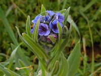 Cynoglossum creticum 21, Saxifraga-Ed Stikvoort