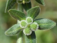 Cynoglossum creticum 26, Saxifraga-Sonja Bouwman