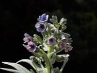 Cynoglossum creticum 9, Saxifraga-Willem van Kruijsbergen
