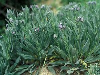 Cynoglossum dioscoridis