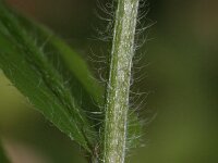 Cynoglossum germanicum