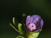 Cynoglossum germanicum 4, Saxifraga-Rutger Barendse