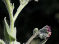 Cynoglossum hungaricum
