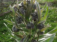 Cynoglossum nebrodens
