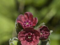 Cynoglossum officinale, Hounds-tongue