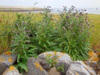 Cynoglossum officinale 14, Veldhondstong, Saxifraga-Ed Stikvoort