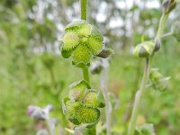 Cynoglossum officinale 16, Veldhondstong, Saxifraga-Rutger Barendse