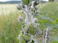 Cynoglossum officinale 18, Veldhondstong, Saxifraga-Rutger Barendse