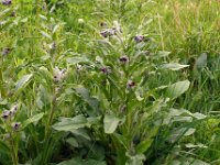 Cynoglossum officinale 24, Veldhondstong, Saxifraga-Hans Grotenhuis