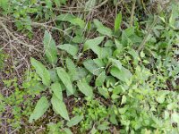Cynoglossum officinale 8, Veldhondstong, Saxifraga-Rutger Barendse