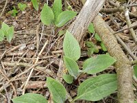 Cynoglossum vulgare