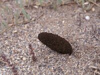 Cynomorium coccineum, Cynomorium