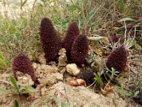 Cynomorium coccineum 10, Saxifraga-Ed Stikvoort : Albufeira