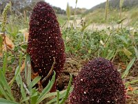 Cynomorium coccineum 14, Saxifraga-Ed Stikvoort : Albufeira