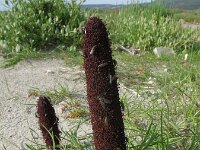 Cynomorium coccineum 4, Saxifraga-Rutger Barendse