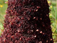 Cynomorium coccineum 6, Saxifraga-Ed Stikvoort : Vau s9900
