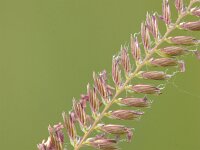 Cynosurus cristatus, Crested Dogs-tail