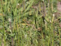 Cynosurus cristatus 12, Kamgras, Saxifraga-Peter Meininger