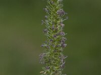 Cynosurus cristatus 13, Kamgras, Saxifraga-Willem van Kruijsbergen