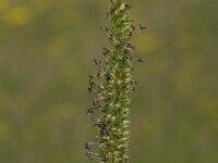 Cynosurus cristatus 14, Kamgras, Saxifraga-Willem van Kruijsbergen