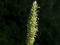Cynosurus cristatus 15, Kamgras, Saxifraga-Jan van der Straaten