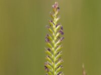 Cynosurus cristatus 2, Kamgras, Saxifraga-Luc Hoogenstein