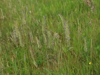 Cynosurus cristatus 29, Kamgras, Saxifraga-Hans Boll