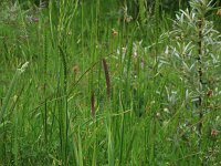 Cynosurus cristatus 32, Kamgras, Saxifraga-Hans Boll