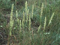 Cynosurus cristatus 4, Kamgras, Saxifraga-Marijke Verhagen